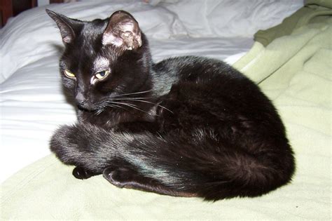 Legends And Folklore About Black Cats Hubpages