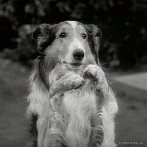 Its The Pose Rough Collie Dogs Dog Movies