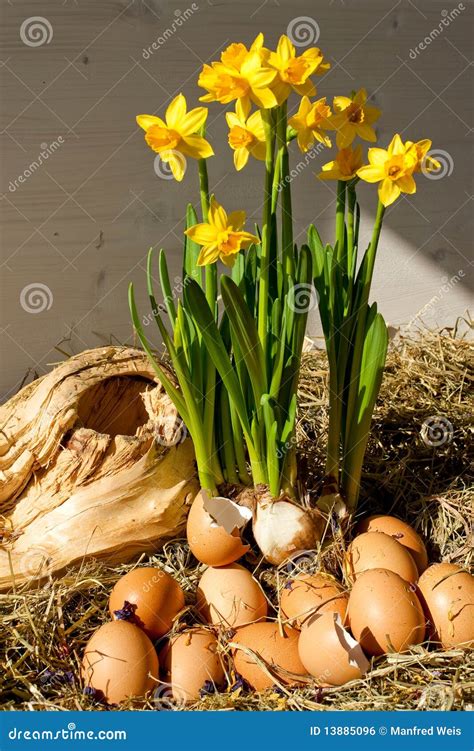 Eggs And Daffodils Easter Display Stock Photo Image Of Daffodils