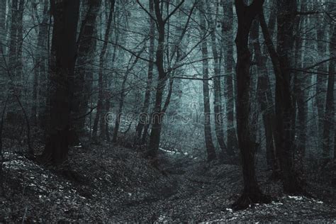 Dark Creepy Trail In Foggy Forest Stock Photo Image Of Dark Green