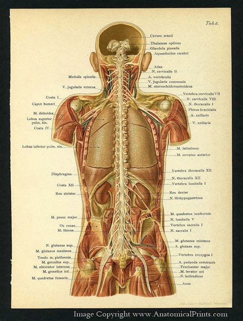 Human Organs In The Bpody From A Back View Human Organs Diagram Back