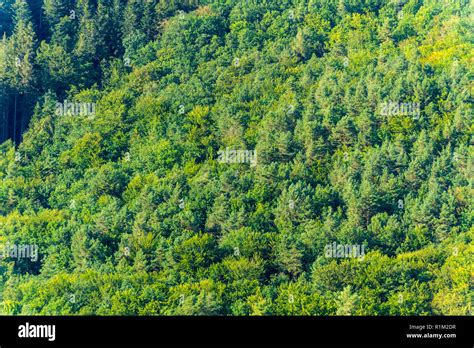 Green Forest From Above Stock Photo Alamy