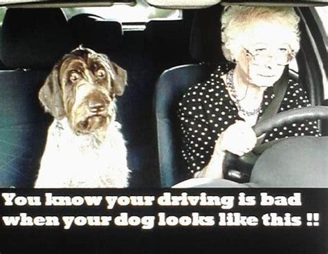 17 Best Images About Funny Car Memes On Pinterest Car