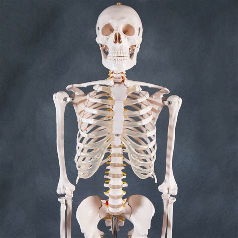 Unisex human torso anatomy model fit viscera heart brain skeleton medical study. Human Skeleton Anatomical Model 180cm - Medical Anatomy, Life-size and Full Body | eBay