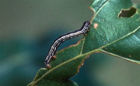 Insect Profiles Fall Cankerworm Alsophila Pometria Iron Tree Tree Knowledge Base