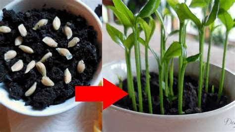 Easy Way To Grow Lemon Seed Fast Best Way To Grow Citrus Seed Youtube