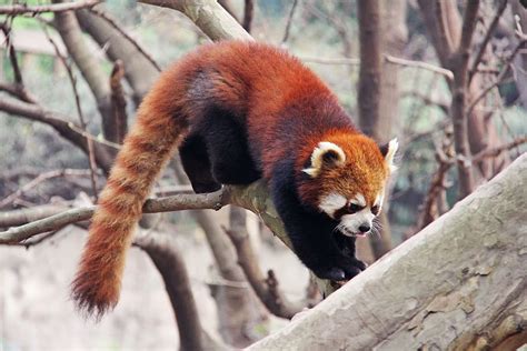 Hd Wallpaper Red Panda Climbing On Bough Loveable Red Pandas