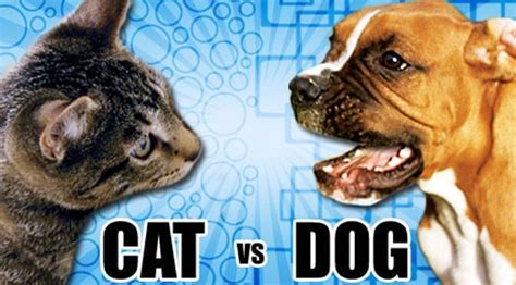 Pet Expert Steve Dale Examines Who Is Smarter Cats Or Dogs