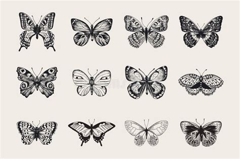 Vintage Butterfly Drawing