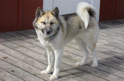 Greenland Dog Breed Information And Pictures Petguide