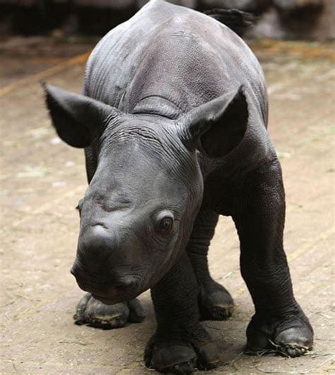 This Rhino Cutie Is Only One Day Old Popsugar Pets