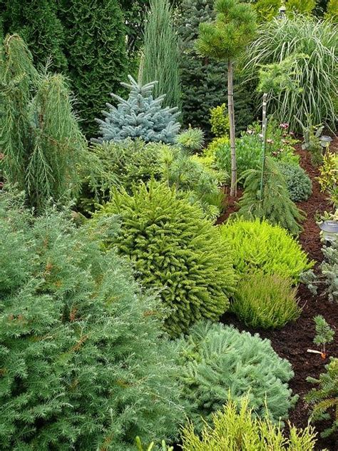 The glauca variety is a light blue, and glauca pendula is a weeping cultivar. Cool conifers! Great in winter! | Evergreen landscape ...