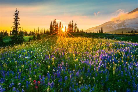 A Color Widespread Mount Rainier National Park Washington Nature