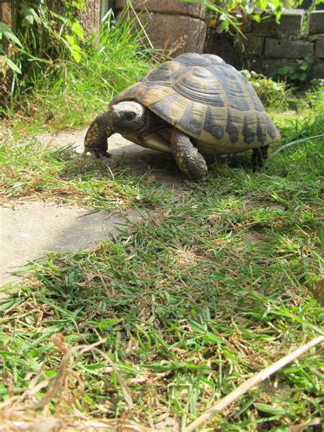 Wir verkaufen aus unserer hobbyzucht ein paar wunderschöne schildkröten babys. Freigehege für Griechische Landschildkröten ...