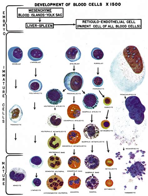 Normal Lab Values For Children Wbc Images Frompo