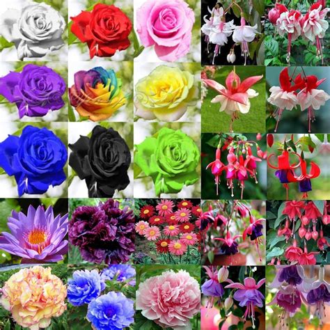 20 100pcs Rare Multi Colors Rose Peony Flower Seeds Home Garden Plants