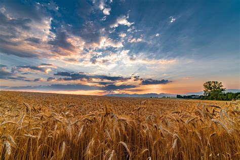Field Wheat Harvest Free Photo On Pixabay Pixabay