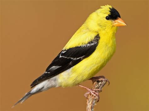Top 20 Most Beautiful Backyard Birds In East Tennessee Backyard Birds