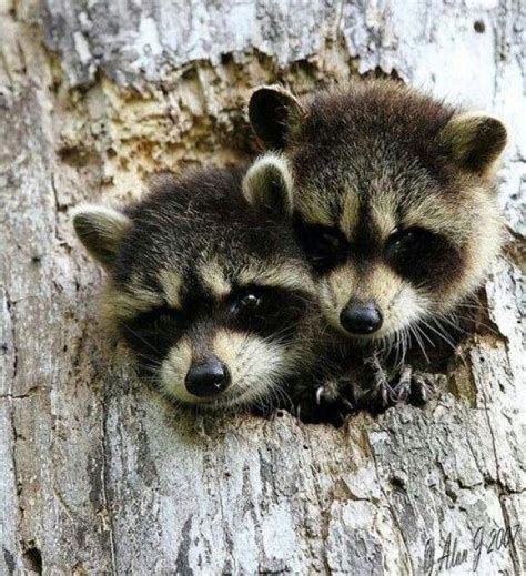 323 Best Images About Raccoon On Pinterest Cat