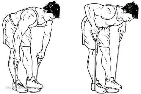 Resistance Band Bent Over Rows Workoutlabs