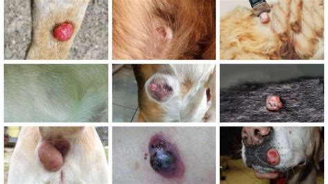 Pictures Of Dog Tumors Cysts Or Warts How To Diagnose A New Lump
