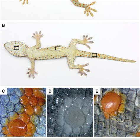 A B Schematic Drawing Of Tokay Gecko Skin Regions Where The Samples