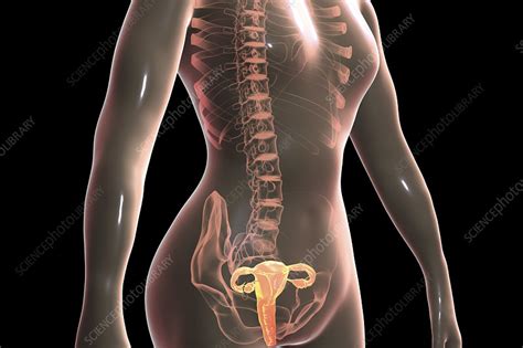 Female Reproductive System Illustration Stock Image F0226824