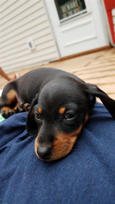 Bailey The 8 Week Old Mini Dachshund Raww