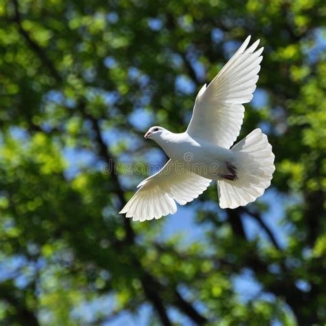 White Dove Fly Stock Image Image Of Feathers Pure Wing 38151685