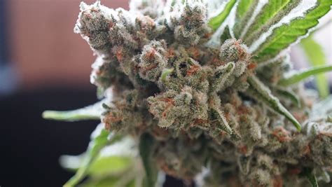 Blueberry Haze Marijuana Strain Review - Growing Marijuana Tips