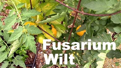 Fusarium Wilt On Tomatoes How I Handled It And One Tip Youtube
