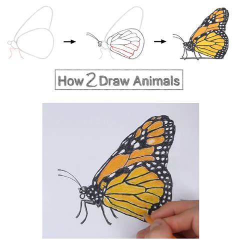 How To Draw Butterfly Easy Step By Step Youtube Reverasite
