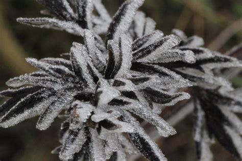 Free Images Branch Snow Cold Frost Frozen Twig Close Up Winter