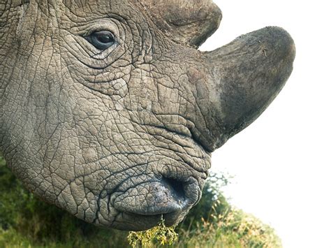 The Worlds Last Northern White Rhino Who Showed What Extinction