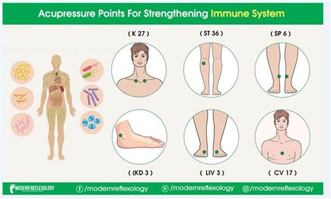 Acupressure Points For Strength Immune System Acupressure Acupressure Points Immune System