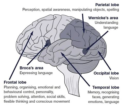 All About Anoxic Brain Injury The Injury Suffered By Anne Heche