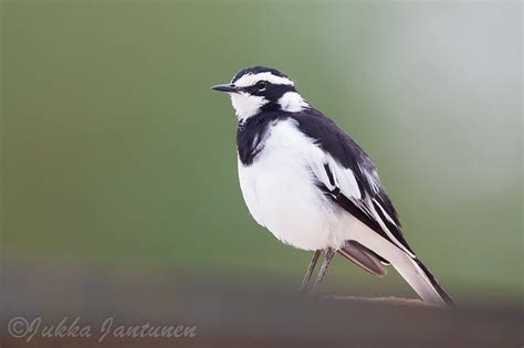 African Pied Wagtail Bird Photo Call And Song Motacilla Aguimp