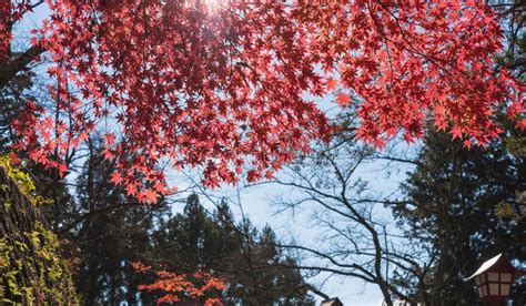 Colorful Autumn Leaf Season Stock Photo Image Of Falling Colour