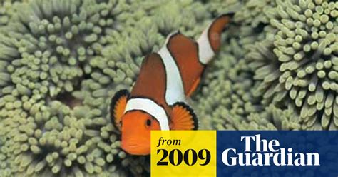 Clownfish Lost At Sea Due To Rising Carbon Dioxide Levels
