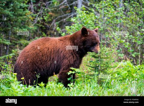 Black Bears In Waterton National Park Alberta Canada Stock Photo Alamy