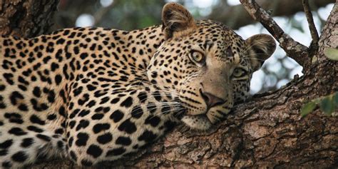 Kruger South Safaris South Africa Mpumalanga Nelspruit Kruger