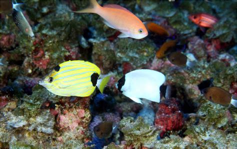 Fish Species Unique To Hawaii Dominate Deep Coral Reefs Of