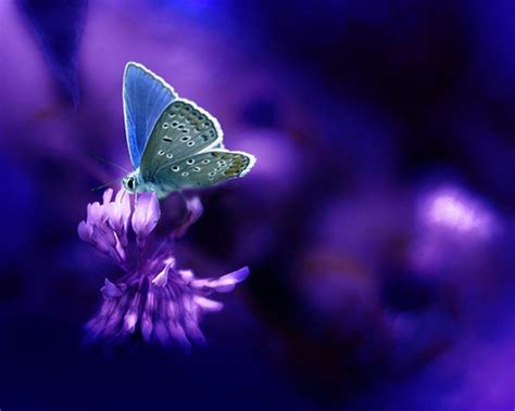 Purple Butterfly Wallpapers Wallpaper Cave