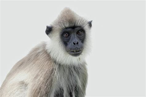 Grey Langur Monkey Photograph By Steve Beinder
