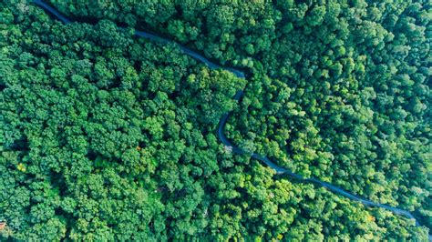 Aerial Photo Of Forest · Free Stock Photo