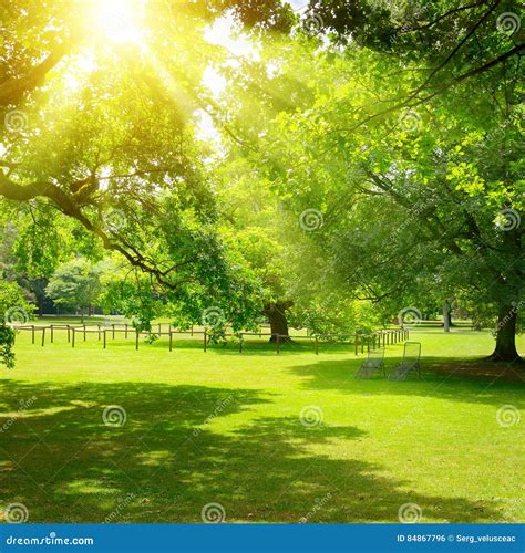 Sunrise In The Park Stock Photo Image Of Meadow Gardening 84867796