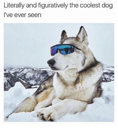 Literally And Figuratively The Coolest Dog Ive Ever Seen Meme On Sizzle