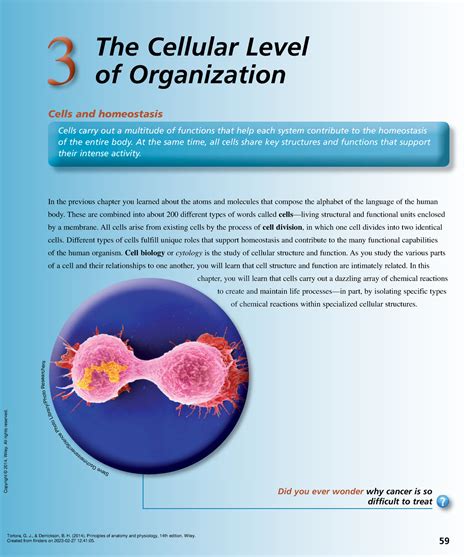 3 The Cellular Level Of Organization Principles Of Anatomy And