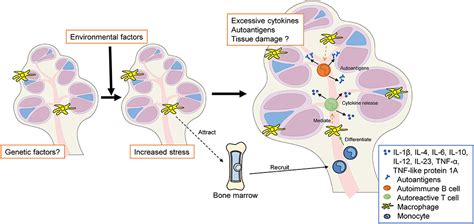 Frontiers Role Of Inner Ear Macrophages And Autoimmune