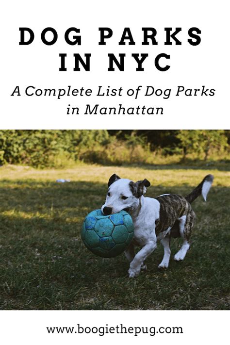 Dog Parks In Manhattan Boogie The Pug